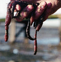 Bait (5) : Bait (CD, Album)