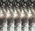 Pontiak (2) : Dialectic Of Ignorance (CD, Album)