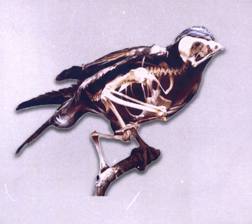 1970s Film Stock : Birds (CD, Album)