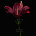 Liliana Herrero : Imposible (CD, Album)