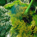 uh (7) : Seasick in Salts (12", EP, Ltd)