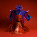Sotomayor : Orígenes (CD, Album)