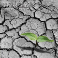 Harlem (2) : Przebudzenie (CD, Album, Enh)