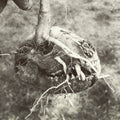God's Bastard : Last Standing Village (CD, EP, Ltd)