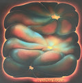 Claire Rousay : A Softer Focus (LP, Album)