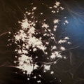 Pearls (4) : Walking Field (CD, Album)