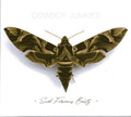 Cowboy Junkies : Such Ferocious Beauty (CD, Album)