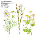 Radstewart : Wiccans And Beatlemancers (CD, EP, Gat)