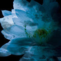 Various : Luna Sea Memorial Cover Album -Re:birth-  (CD, Album, Comp)