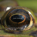 Evan Ziporyn - Boston Modern Orchestra Project / Anne Harley / Gil Rose : Frog's Eye (CD, Album)