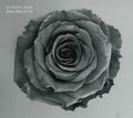 Budding Rose : Where Were Ye All? (CD, Album)