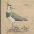 A Grave With No Name : Feathers Wet, Under The Moon (CD, Album)