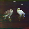 Dungen : Häxan (CD, Album)