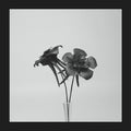 Jlin : Dark Lotus (12")