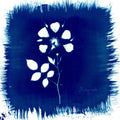 Painted Zeros : Floriography + Daylily EP (CD, Album)